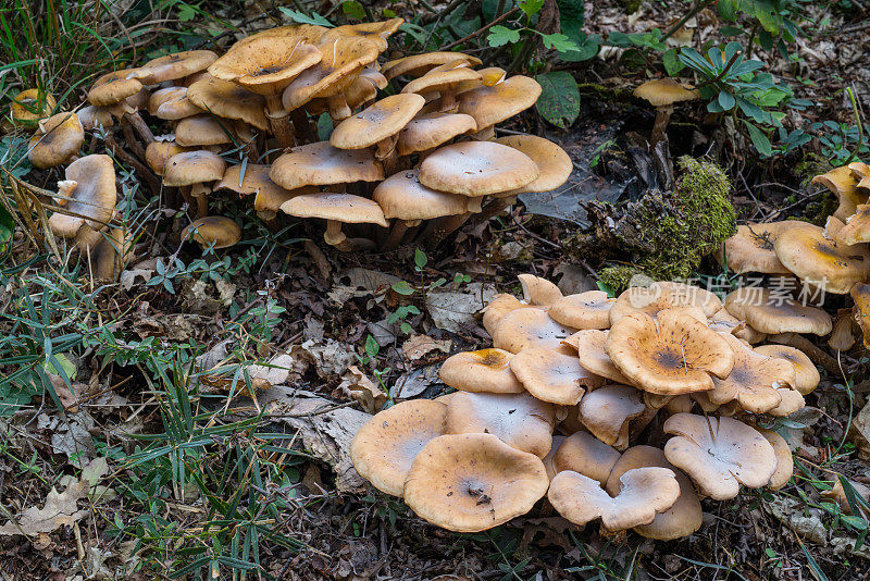 autumn forest mushrooms